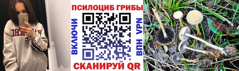 закладки  Вилюйск  Галлюциногенные грибы GOLDEN TEACHER 